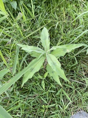 Persicaria lapathifolia lanata