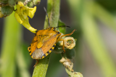 Carpocoris fuscispinus