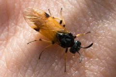 Arge melanochra