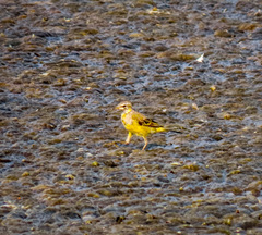 Motacilla tschutschensis