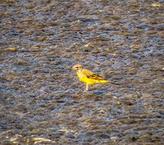 Motacilla tschutschensis