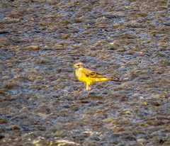 Motacilla tschutschensis