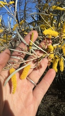 Acacia aneura