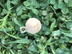 Conocybe apala albipes