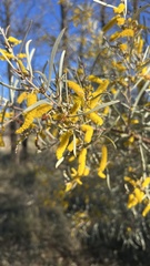 Acacia aneura