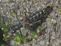 Stenus longipes