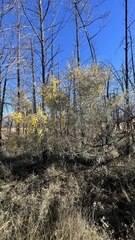 Acacia aneura