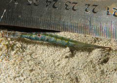 Tozeuma pavoninum
