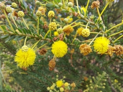 Acacia brunioides