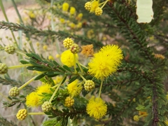 Acacia brunioides