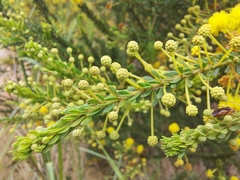 Acacia brunioides