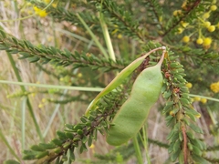 Acacia brunioides