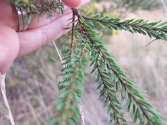 Acacia brunioides