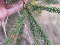 Acacia brunioides