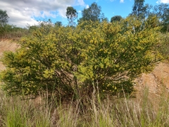 Acacia brunioides