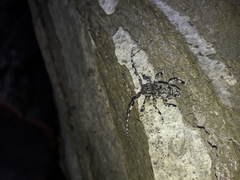 Aegomorphus clavipes