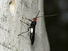 Callibracon capitator