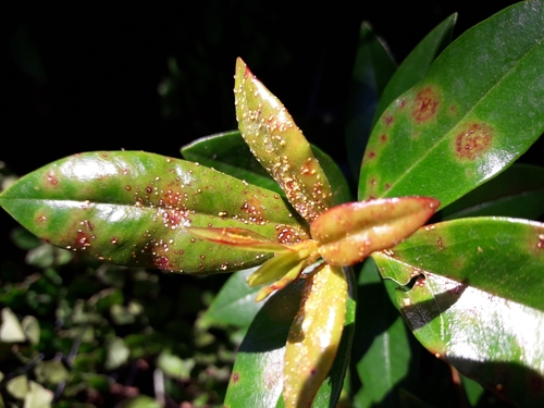 Myrtle Rust