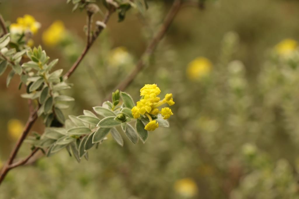 Drakensberg Curryflower