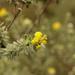 Drakensberg Curryflower - Photo (c) Sandra Falanga, some rights reserved (CC BY-NC), uploaded by Sandra Falanga