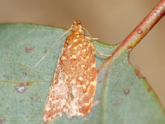 Syringoseca rhodoxantha