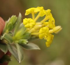 Lasiosiphon polyanthus polyanthus