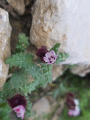 Anchusa variegata
