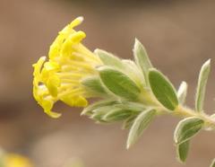 Lasiosiphon polyanthus polyanthus
