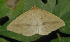 Palaeaspilates inoffensa