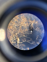 Haliaeetus albicilla