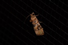 Lobesia transtrifera