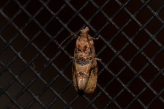 Lobesia transtrifera