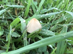 Conocybe apala albipes