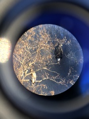 Haliaeetus albicilla