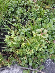 Euphorbia peplus