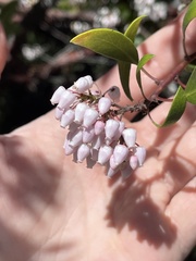 Arctostaphylos hookeri