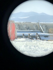 Haliaeetus pelagicus