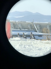 Haliaeetus pelagicus