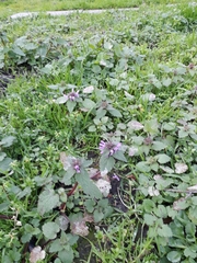 Lamium purpureum