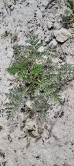 Anisosciadium lanatum