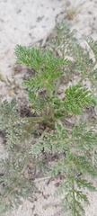 Anisosciadium lanatum