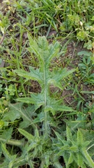 Cirsium vulgare