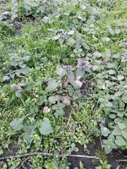 Lamium purpureum