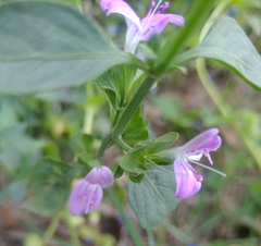 Dicliptera