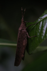 Desmoptera truncatipennis