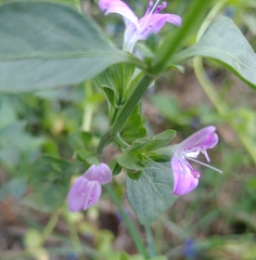 Dicliptera