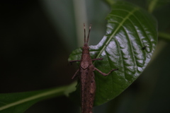 Desmoptera truncatipennis