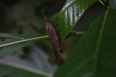Desmoptera truncatipennis