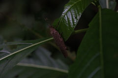 Desmoptera truncatipennis