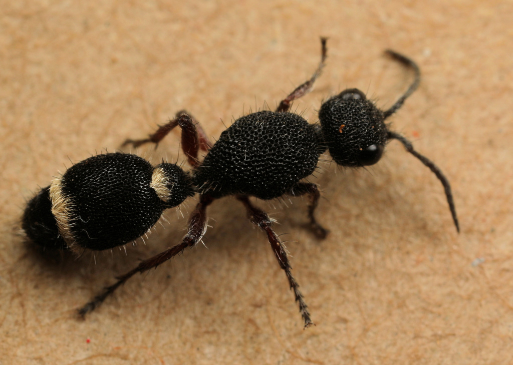 Stenomutilla